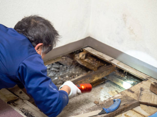 Trusted Des Plaines, IL Mold Removal Experts