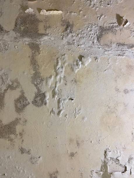 Best Mold Testing  in Des Plaines, IL